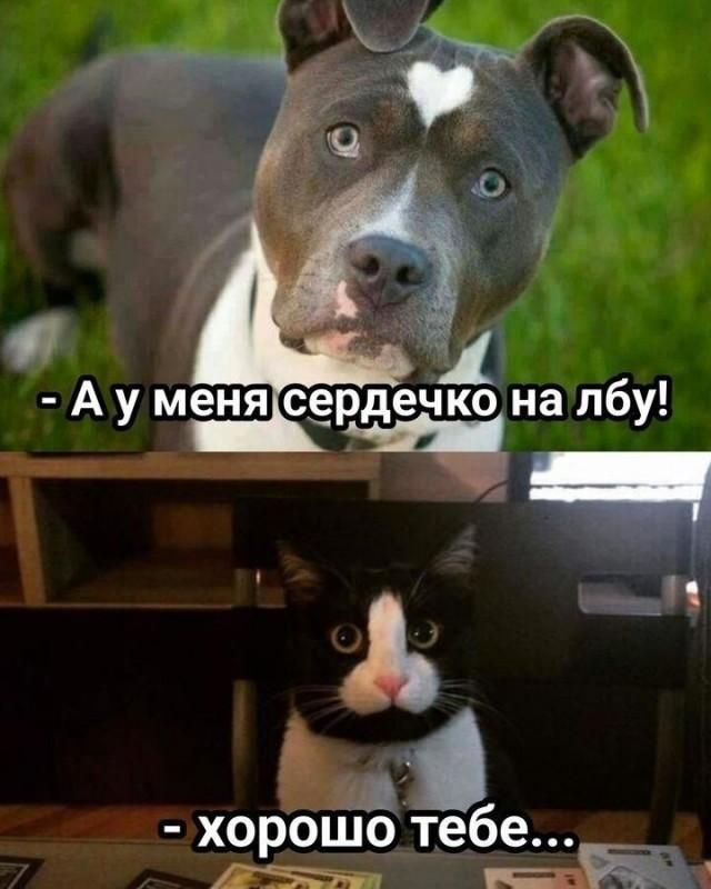 Смешные картинки