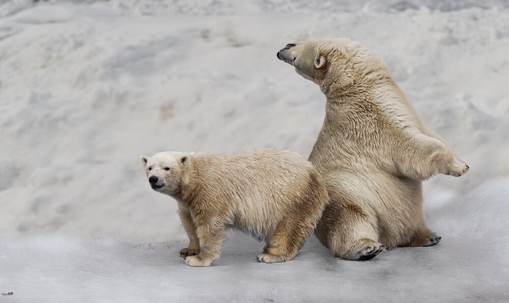 
        Мир&nbsp;животных-5    