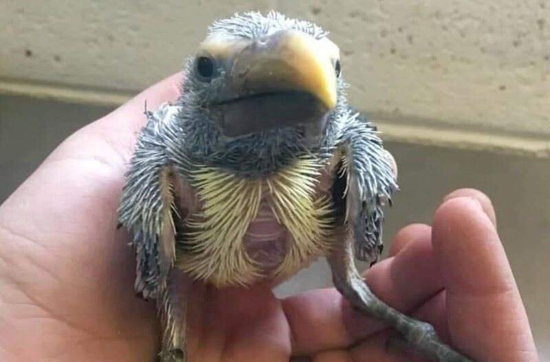 Топ-5 самых странных птенцов в мире
Топ-5 самых странных птенцов в мире