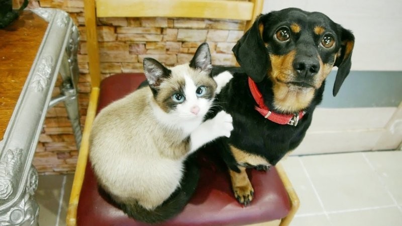 
        27&nbsp;примеров невероятной дружбы животных, от&nbsp;которой мир&nbsp;становится добрее    