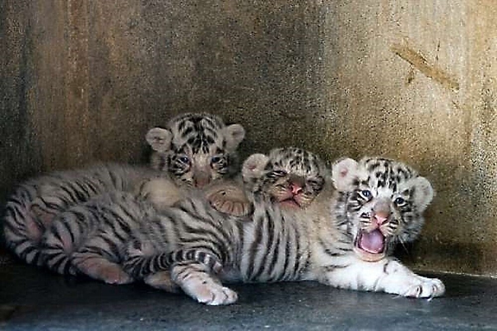 
        Мир&nbsp;животных-4    