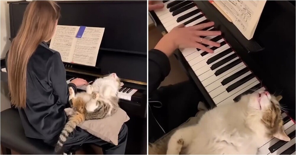 
        Главный ценитель прекрасного    