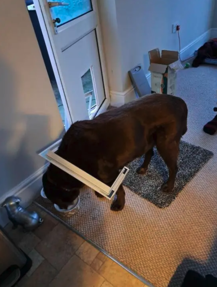 
        25&nbsp;животных, не&nbsp;рассчитавших траекторию и&nbsp;открывших закон подлости    