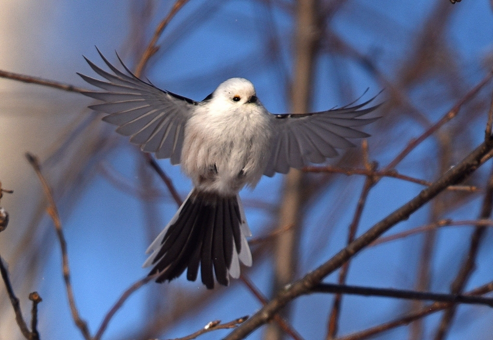 Ополовник: самая милая синица России
Ополовник: самая милая синица России