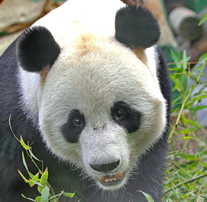 
        Мир&nbsp;животных-4    