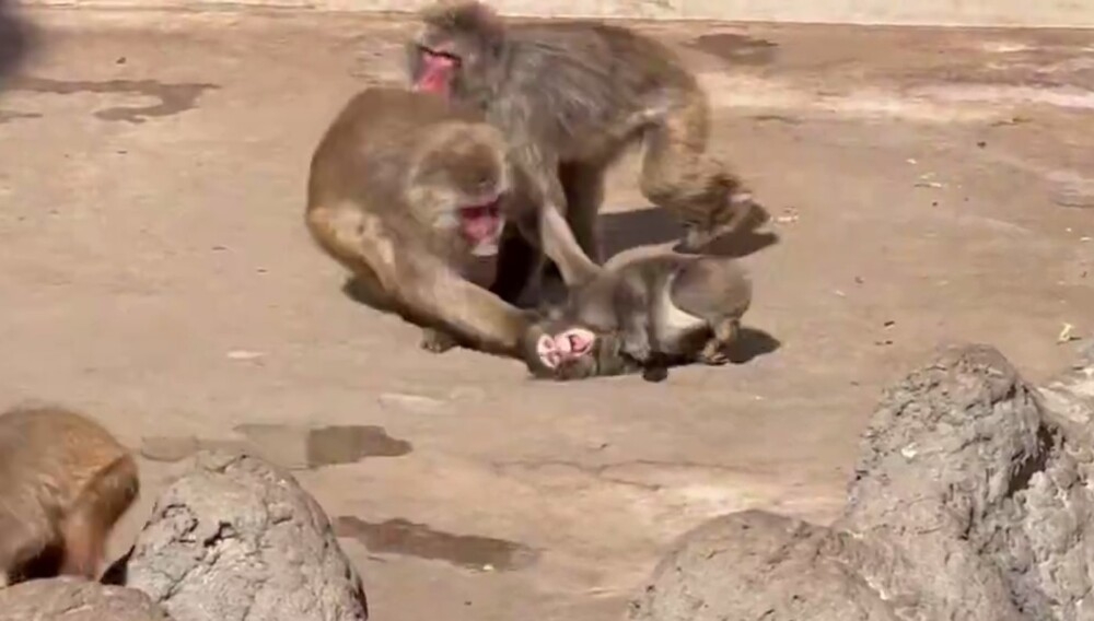 
        На&nbsp;малыша Панча напала злая обезьяна    