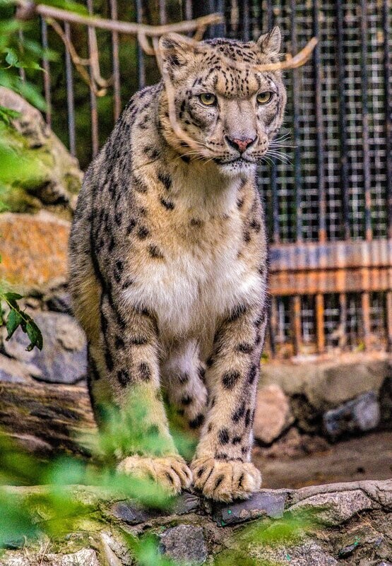 
        Мир&nbsp;животных-6    