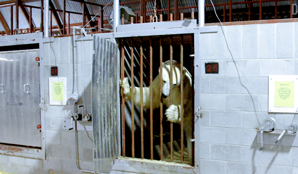 
        Где&nbsp;находится единственная в&nbsp;мире тюрьма для&nbsp;белых медведей?    