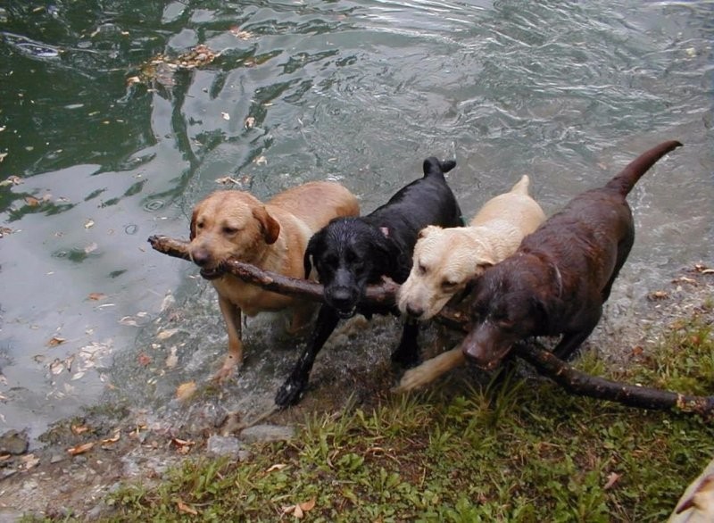 
        18&nbsp;случаев, когда животные превзошли людей в&nbsp;командной работе    