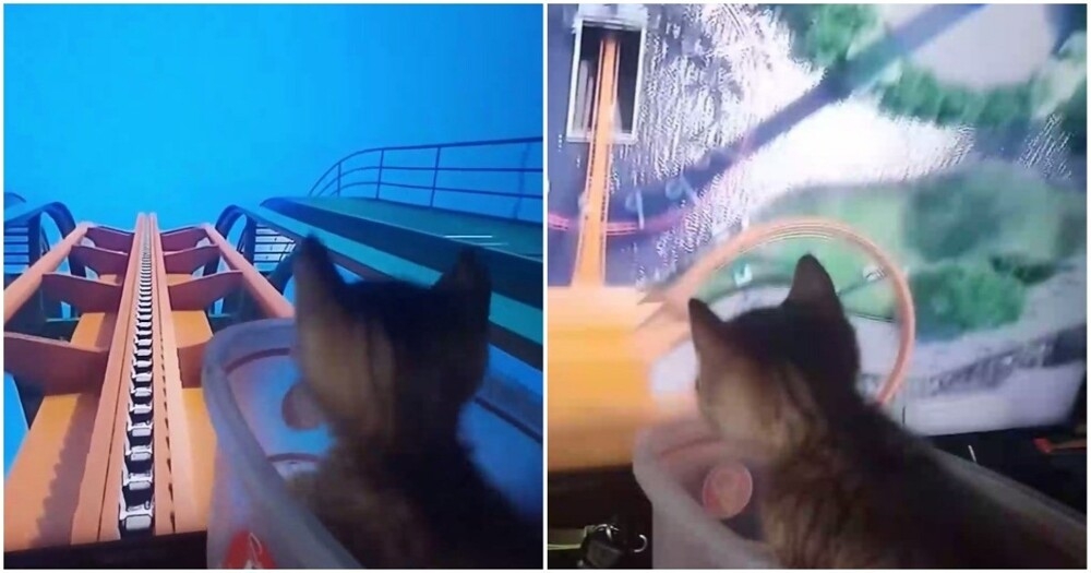 
        Аттракцион для&nbsp;котёнка    