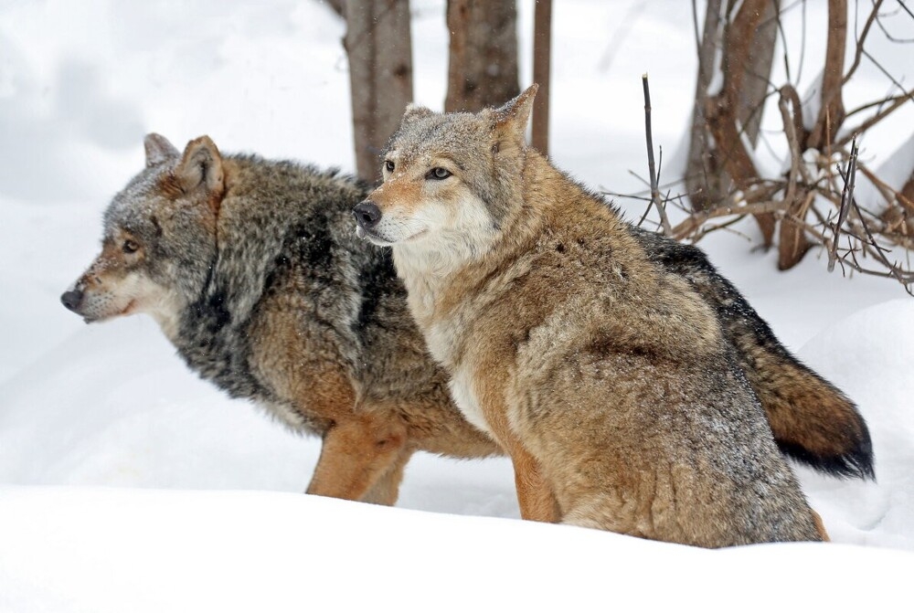 
        Мир&nbsp;животных-5    