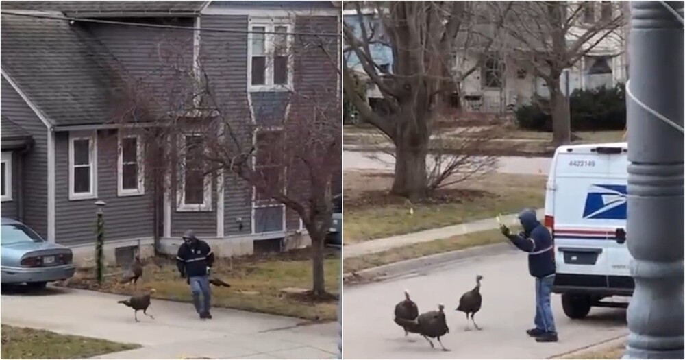 
        Месть за&nbsp;День Благодарения: в&nbsp;Висконсине стая диких индюков терроризирует местных жителей    