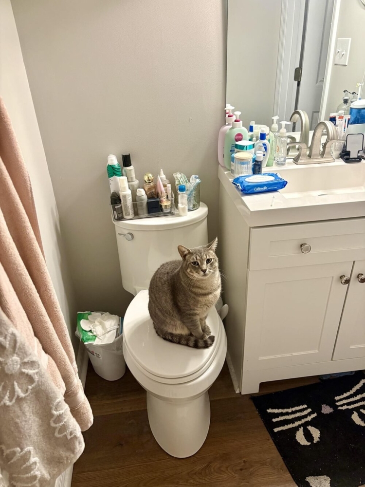 
        20&nbsp;снимков, на&nbsp;которых котики отжигают по&nbsp;полной    