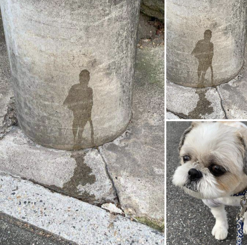 
        25&nbsp;умилительных сцен из&nbsp;жизни пёселей, демонстрирующих их&nbsp;мастерство импровизации    