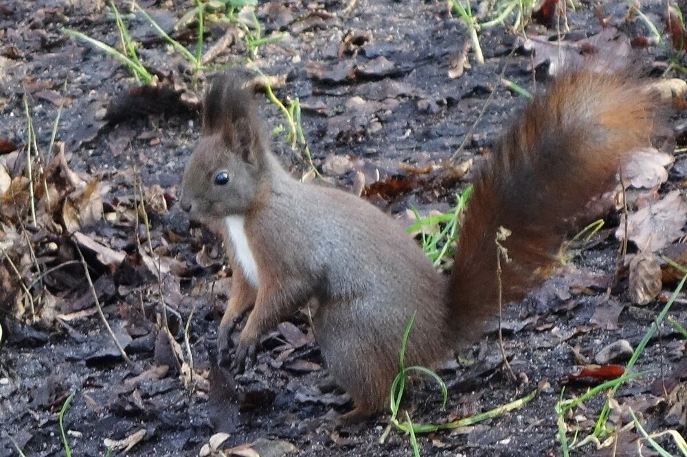 
        Мир&nbsp;животных-2    