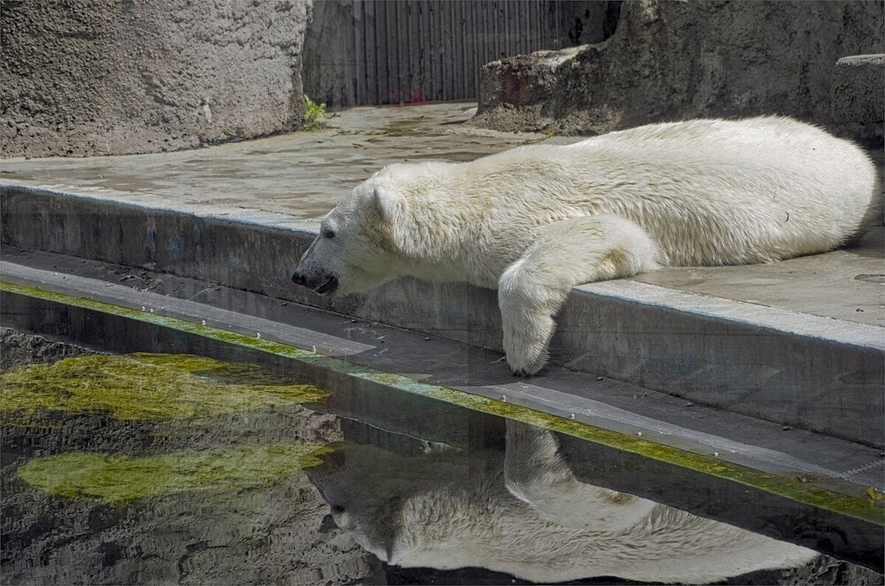 
        Мир&nbsp;животных-4    