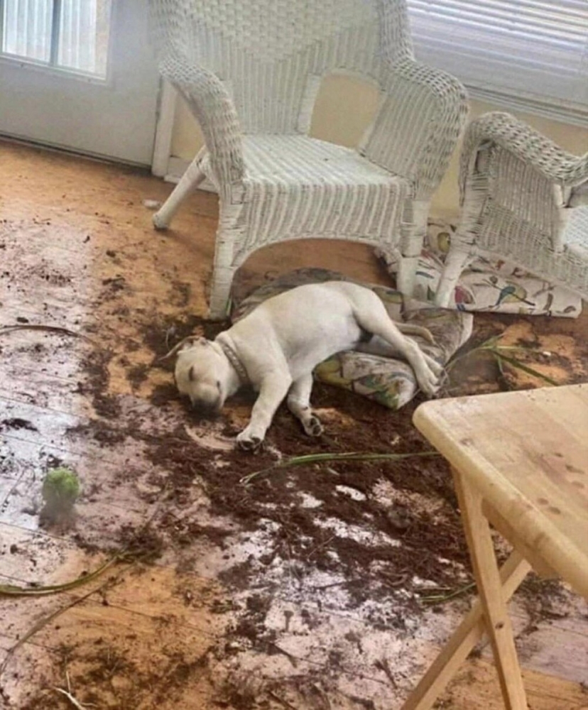 30 порций радости, которую пёсели способны подарить, просто делая свои собачьи дела
30 порций радости, которую пёсели способны подарить, просто делая свои собачьи дела