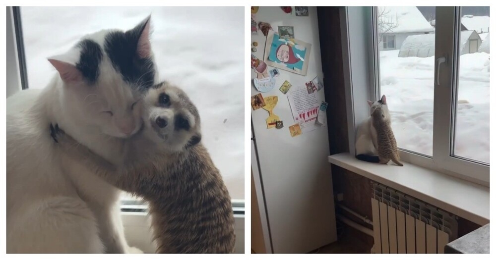 
        Лучшие друзья    