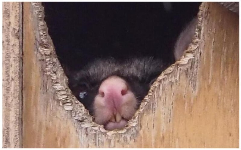 
        20&nbsp;фото животных, которые одновременно умиляют и&nbsp;пугают    