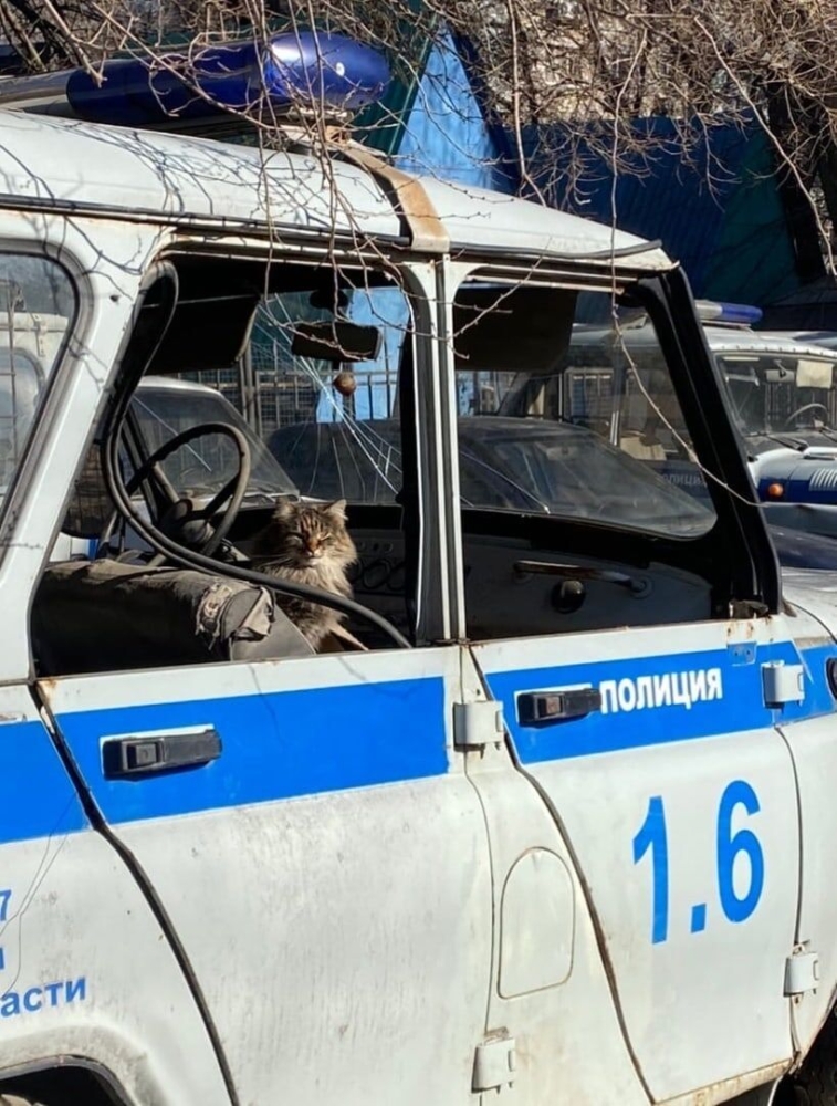 
        17&nbsp;фото, которые доказывают, что&nbsp;коты способны проникнуть куда угодно    