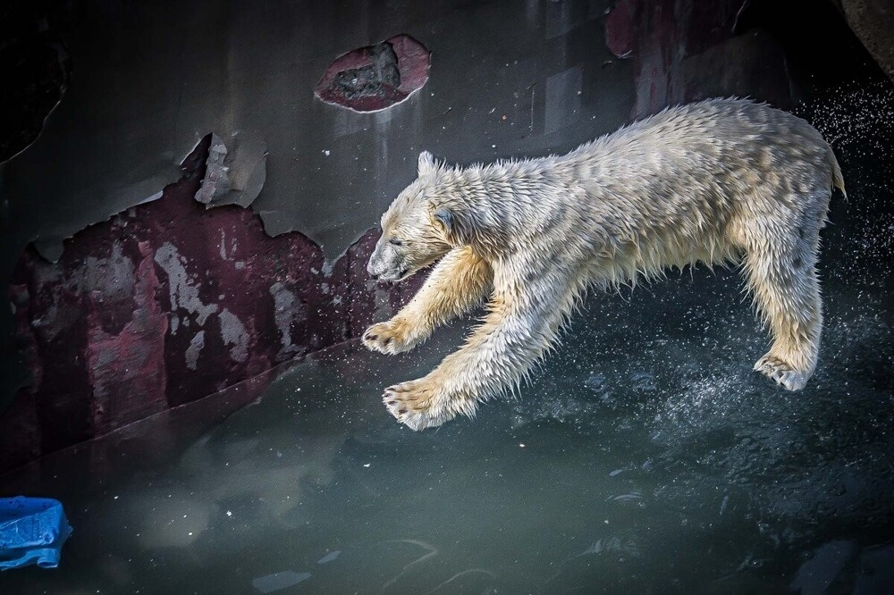 
        Мир&nbsp;животных-6    