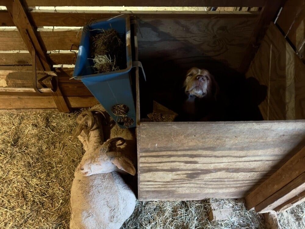 
        25&nbsp;животных, не&nbsp;рассчитавших траекторию и&nbsp;открывших закон подлости    