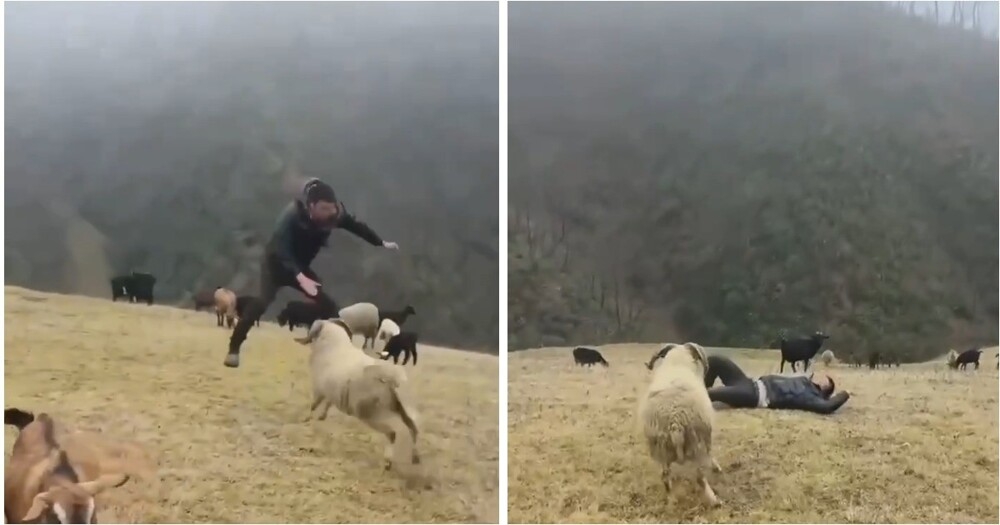 Пастух придумал необычное развлечение с бараном
Пастух придумал необычное развлечение с бараном