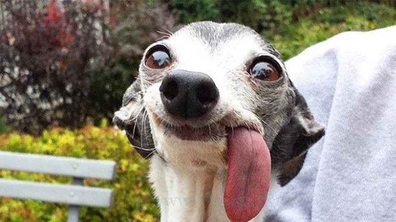 
        25&nbsp;умилительных сцен из&nbsp;жизни пёселей, демонстрирующих их&nbsp;мастерство импровизации    