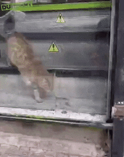 Подборка гифок - (25 гифок) 04.02.2026