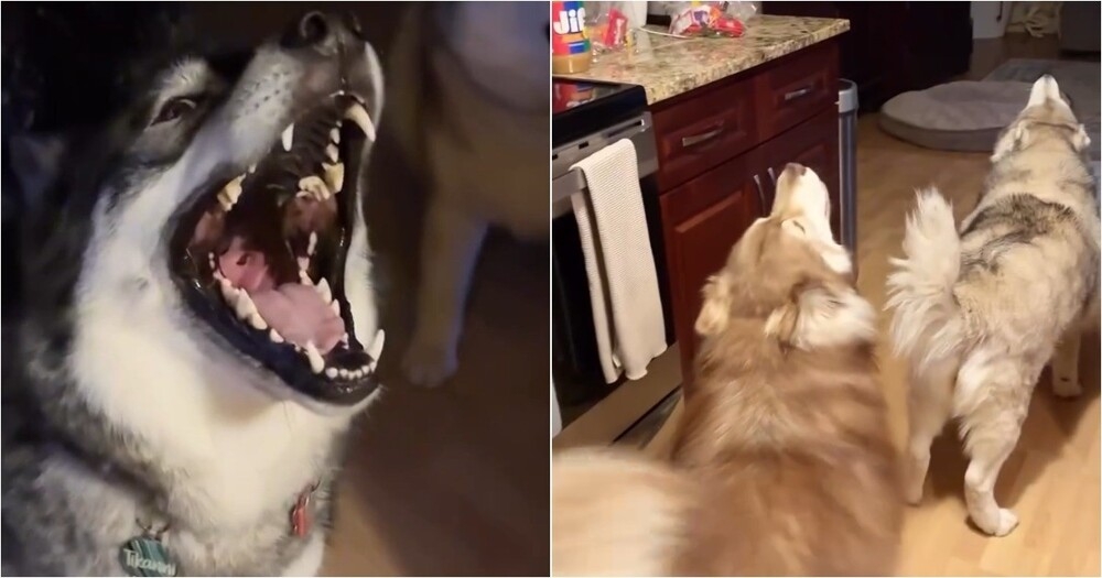 Не можете проснуться по утрам? Заведите хаски — сон как рукой снимет
Не можете проснуться по утрам? Заведите хаски — сон как рукой снимет