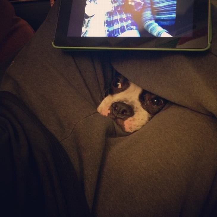 
        20+ питомцев, которые не&nbsp;могут существовать без&nbsp;своего человека    