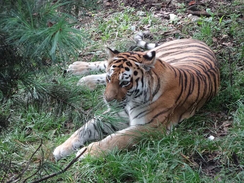 
        Мир&nbsp;животных-2    