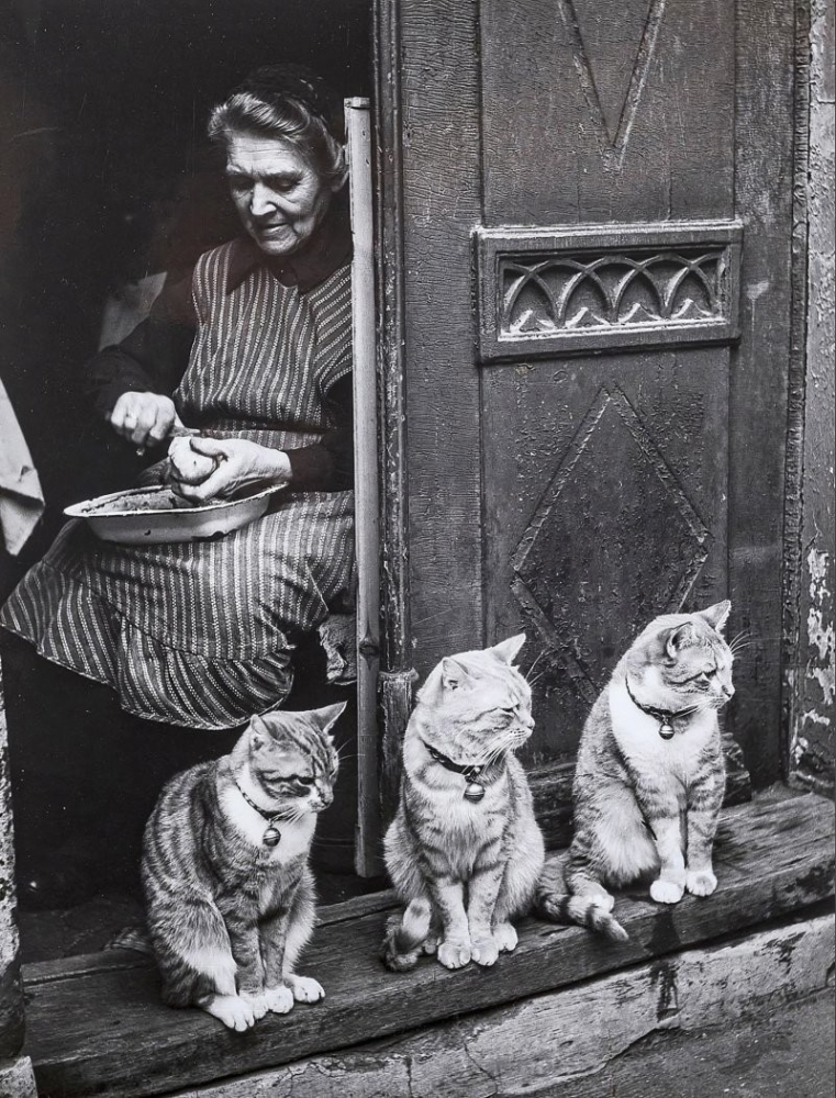 23 крупных плана уличных котов, которые доказывают, что пушистые главные на районе и в жизни
23 крупных плана уличных котов, которые доказывают, что пушистые главные на районе и в жизни