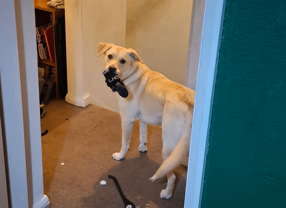 30 порций радости, которую пёсели способны подарить, просто делая свои собачьи дела
30 порций радости, которую пёсели способны подарить, просто делая свои собачьи дела