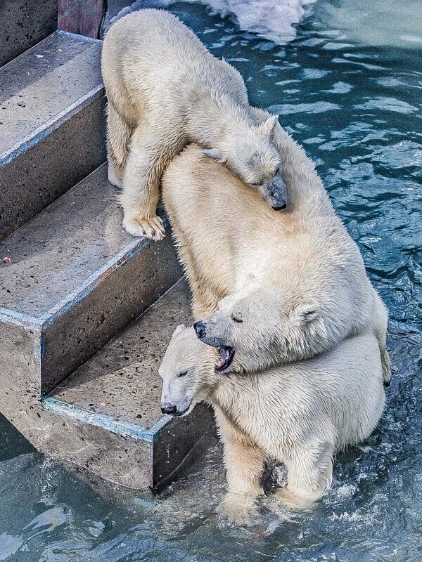 
        Мир&nbsp;животных-6    