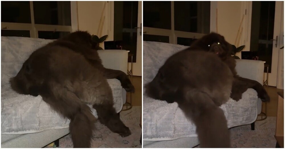 Ньюфаундленд: добрый великан
Ньюфаундленд: добрый великан