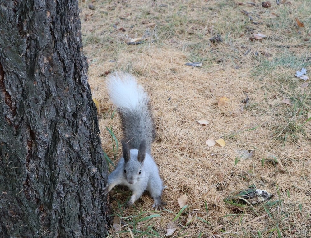 
        Мир&nbsp;животных-2    