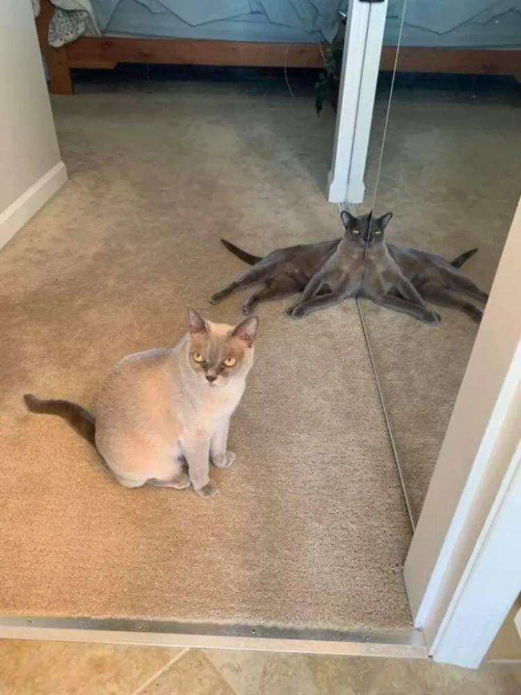 
        20&nbsp;фото животных, которые одновременно умиляют и&nbsp;пугают    