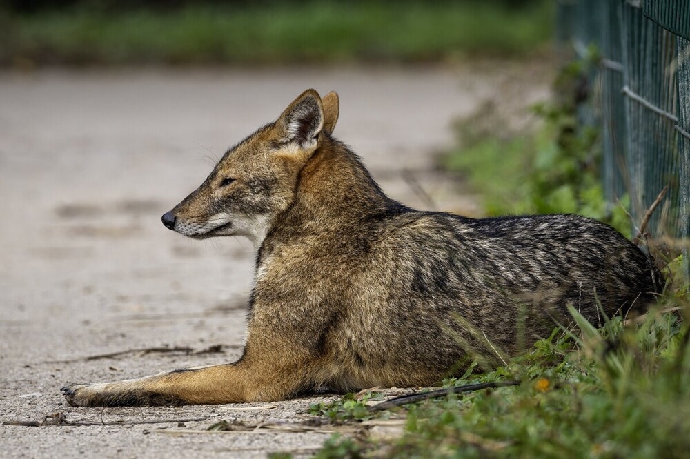 
        Мир&nbsp;животных-2    