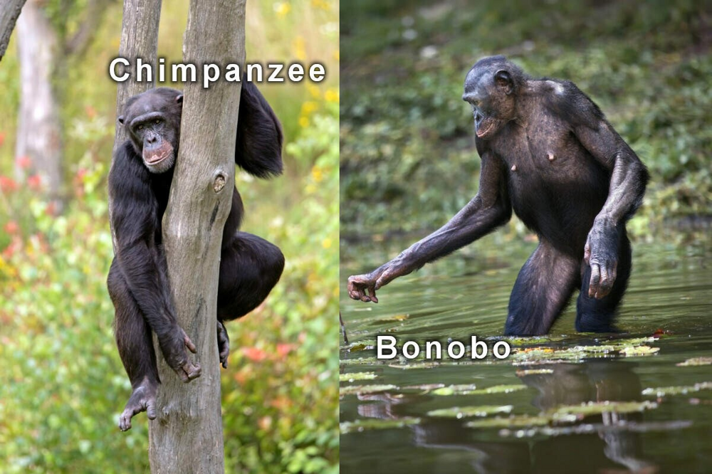 Бонобо: как неуёмная похоть изменила шимпанзе
Бонобо: как неуёмная похоть изменила шимпанзе