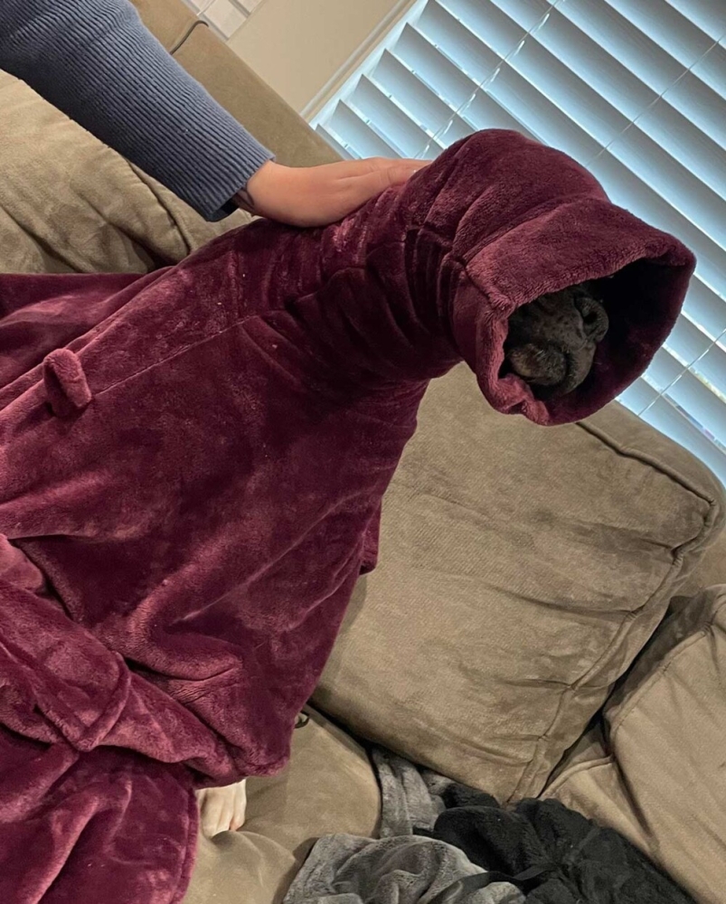 
        25&nbsp;животных, не&nbsp;рассчитавших траекторию и&nbsp;открывших закон подлости    