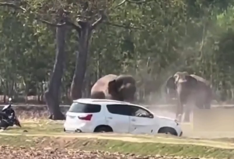 
        В&nbsp;Таиланде слон пришёл в&nbsp;ярость после того, как&nbsp;ему&nbsp;помешали уединиться с&nbsp;подругой    