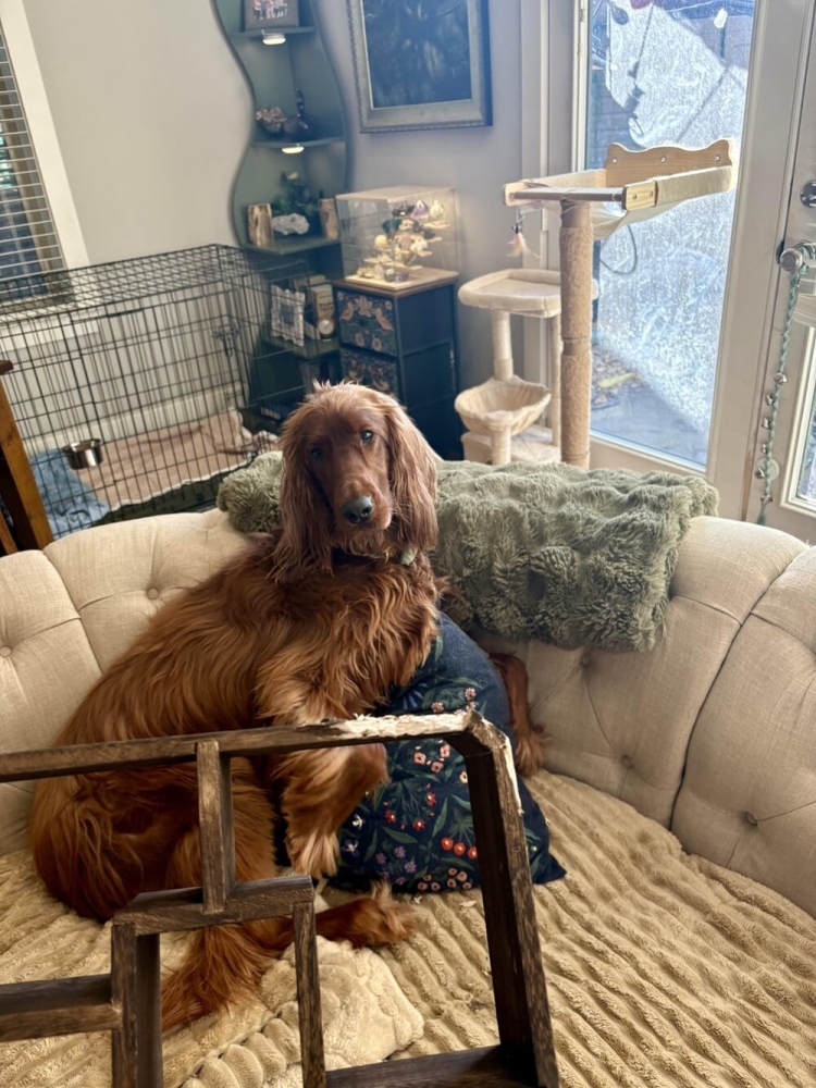 30 порций радости, которую пёсели способны подарить, просто делая свои собачьи дела
30 порций радости, которую пёсели способны подарить, просто делая свои собачьи дела