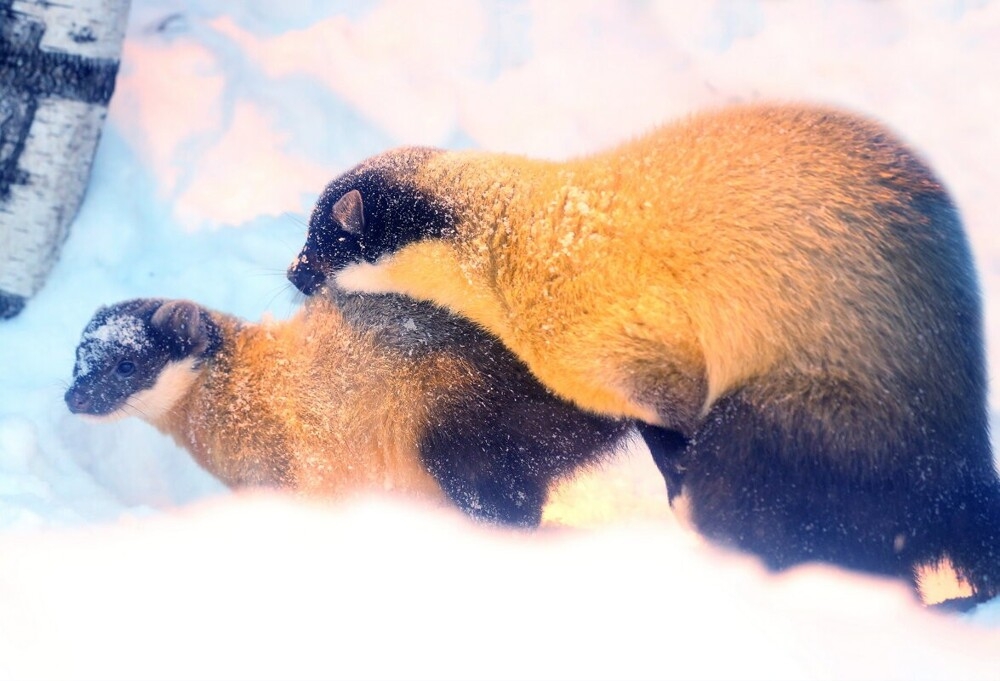 
        Мир&nbsp;животных-6    