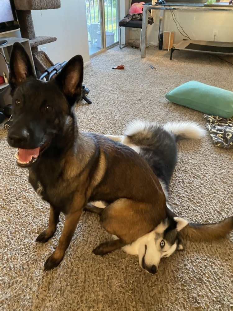 
        25&nbsp;животных, не&nbsp;рассчитавших траекторию и&nbsp;открывших закон подлости    