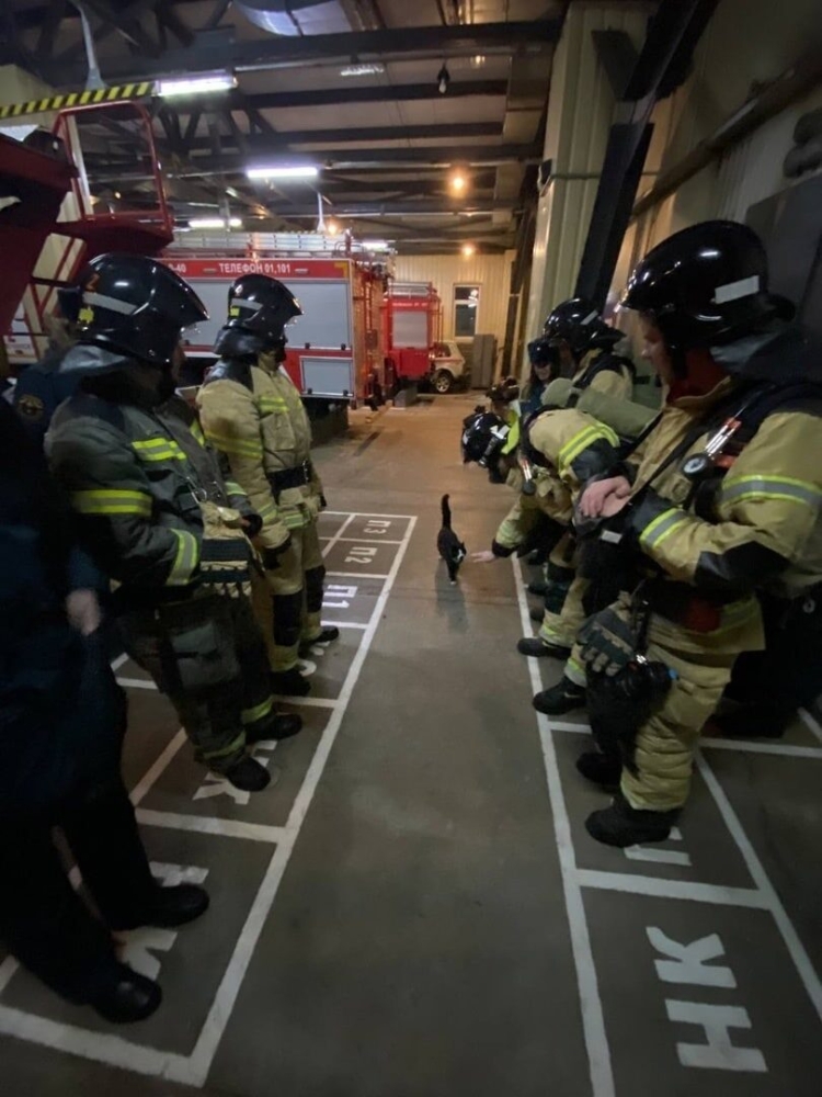 
        17&nbsp;фото, которые доказывают, что&nbsp;коты способны проникнуть куда угодно    