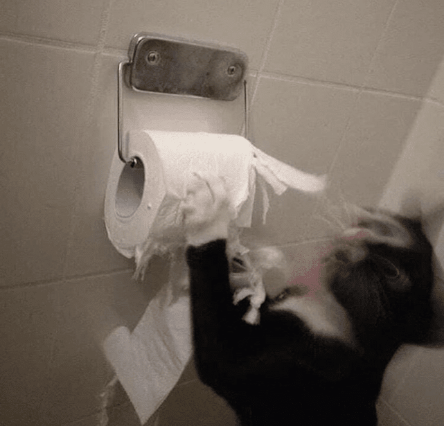 
        18&nbsp;фотографий котиков, которые оказались не&nbsp;в&nbsp;фокусе    