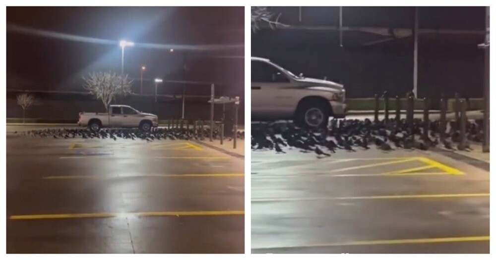 
        Не&nbsp;стоит ссориться с&nbsp;воронами    