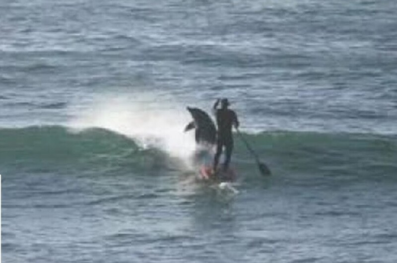 
        Во&nbsp;Флориде дельфин столкнул мужчину с&nbsp;сапа    