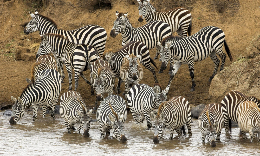 
        Зебры: не&nbsp;бегут от&nbsp;льва, а&nbsp;дают бой!    